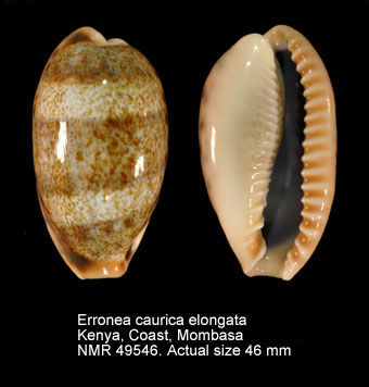 Erronea caurica elongata.jpg - Erronea caurica elongata(Perry,1811)